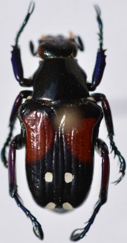Pygora simillima